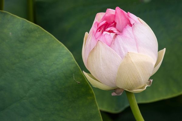 California-Santa Barbara Lotusland garden-Summer Solstice Twilight Reception-lotus flower